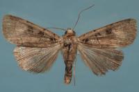 Xestia triangulum