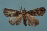 Acronicta rumicis
