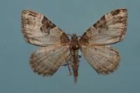 Xanthorhoe fluctuata