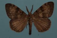 Lymantria dispar