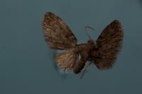 Eupithecia dodoneata