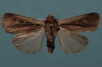 Ochropleura plecta