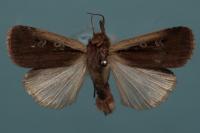 Ochropleura plecta