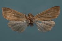 Mythimna pallens