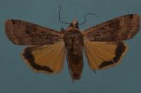 Noctua pronuba