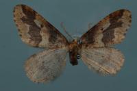 Erannis defoliaria