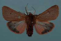 Phragmatobia fuliginosa