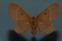 Lasiocampa quercus quercus