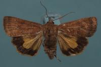 Noctua interjecta