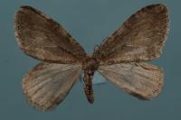 Epirrita dilutata