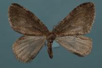 Epirrita dilutata
