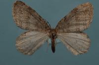 Epirrita autumnata