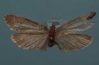 Diurnea fagella