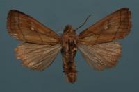 Mythimna conigera