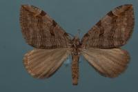 Aplocera efformata