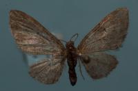 Eupithecia abbreviata