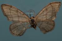 Idaea aversata