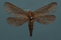 Korscheltellus lupulinus