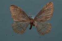 Phigaliohybernia marginaria