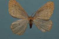 Phigaliohybernia aurantiaria