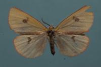 Diacrisia sannio