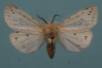 Spilosoma lubricipeda
