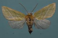 Pseudoips prasinanus