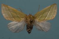 Pseudoips prasinanus