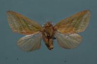 Pseudoips prasinanus