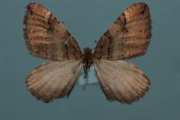 Earophila badiata