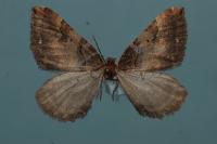 Earophila badiata