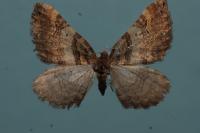 Earophila badiata