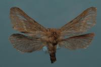 Korscheltellus lupulinus
