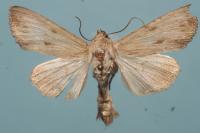 Apamea lithoxylaea