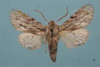 Asteroscopus sphinx
