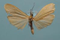Wittia sororcula