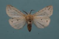 Spilosoma lubricipeda