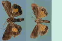 Noctua janthina