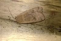 Noctua pronuba