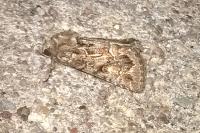 Thalpophila matura