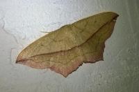 Timandra comae