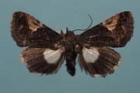 Aedia funesta