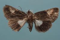 Aedia funesta