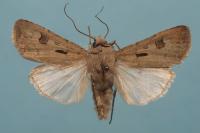 Agrotis exclamationis exclamationis