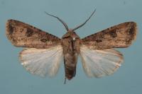 Agrotis segetum