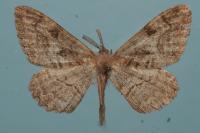 Alcis repandata