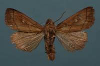 Mythimna conigera