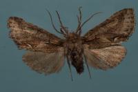Allophyes oxyacanthae