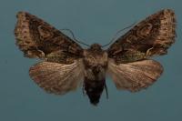 Allophyes oxyacanthae