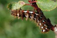 Acronicta rumicis